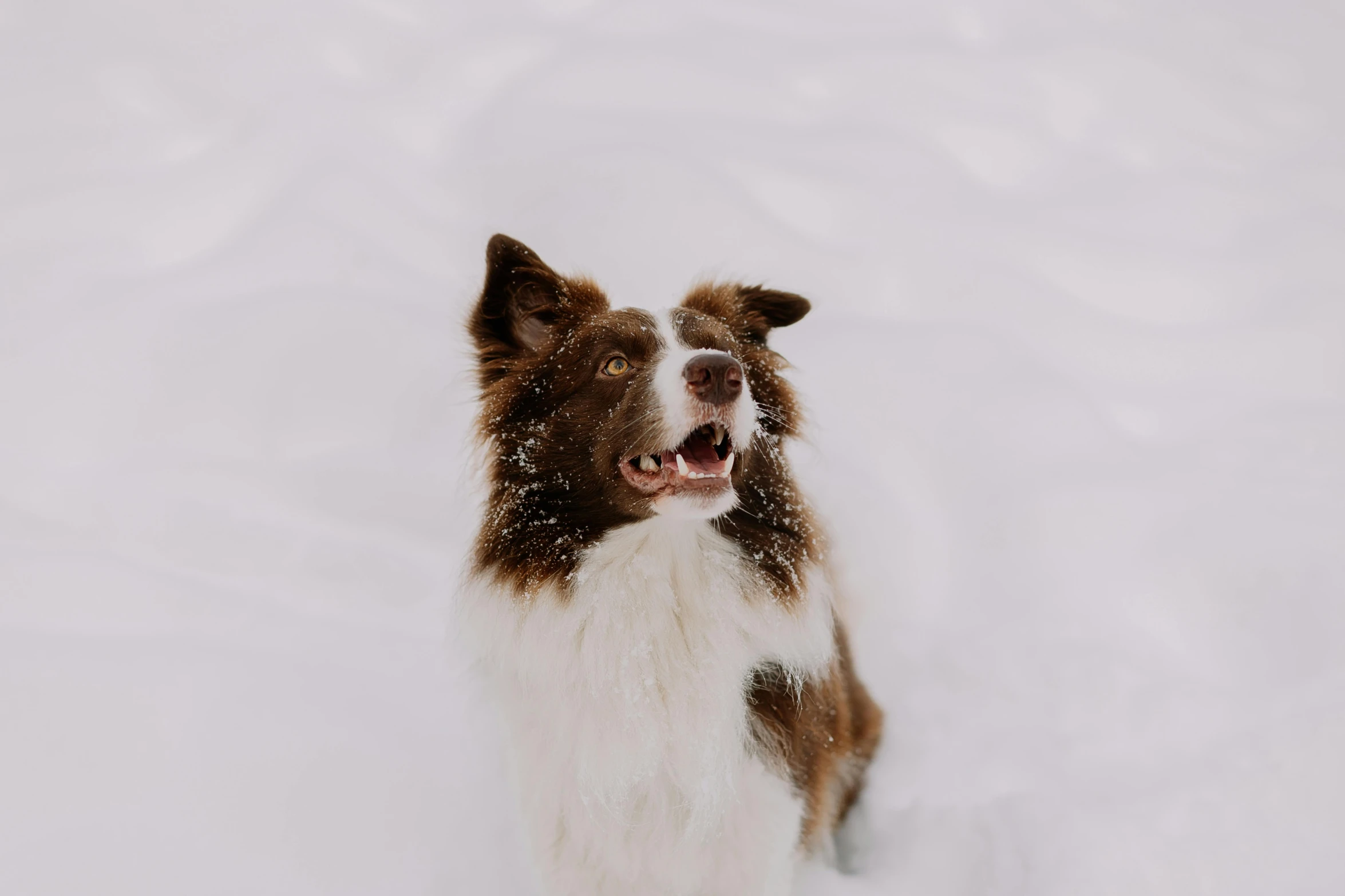 dog with open mouth sitting on the snow looking