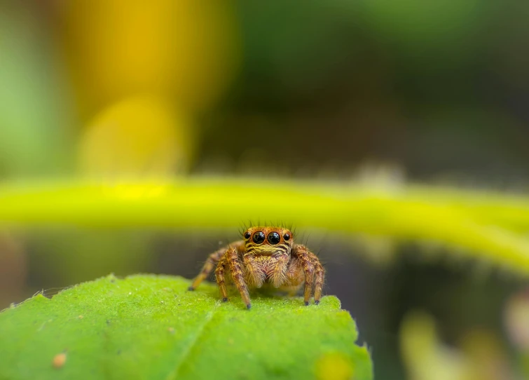a jumping spider that is sitting on a leaf