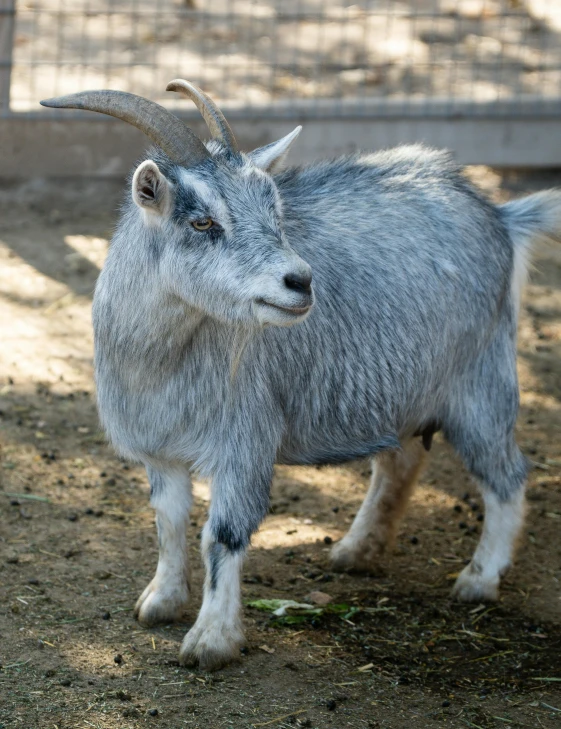 a small goat is standing with its horns up