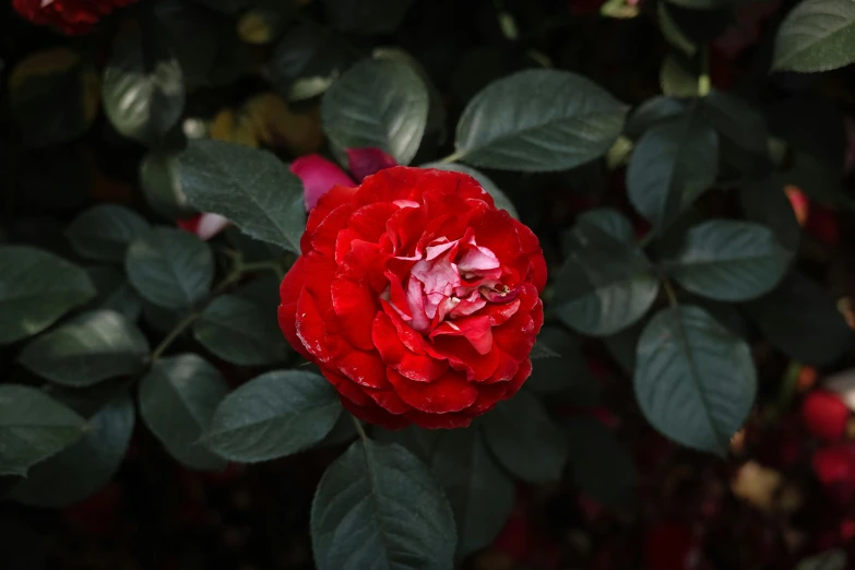 a large red flower surrounded by greenery