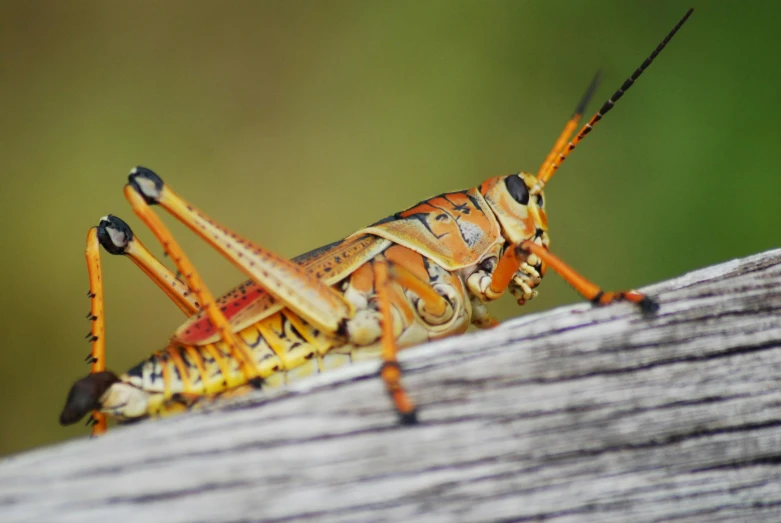 a large bug is sitting on a piece of wood