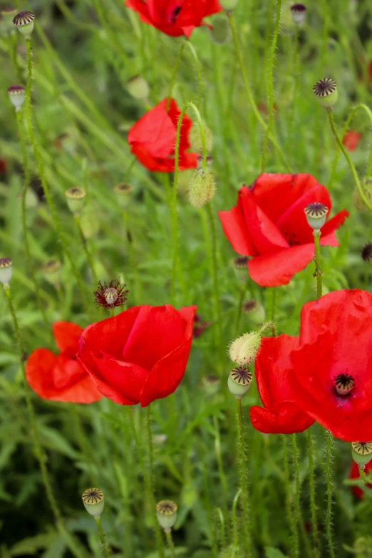 some red flowers are in some green grass