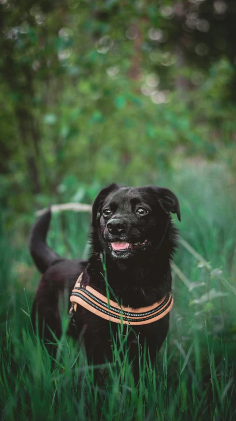 black dog with a harness on in tall grass