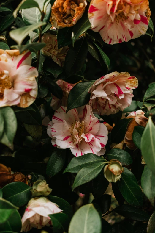 there are many pink flowers with green leaves around them