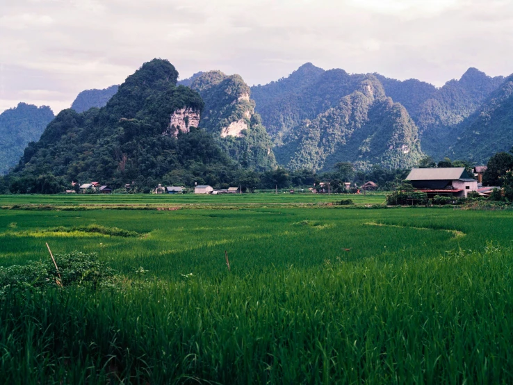 large grassy field in front of mountains