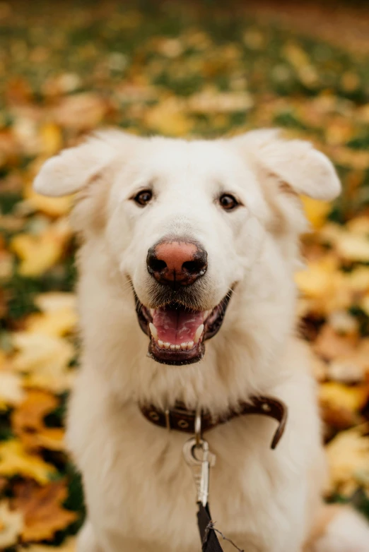 a close up po of a dog in front of the leaves