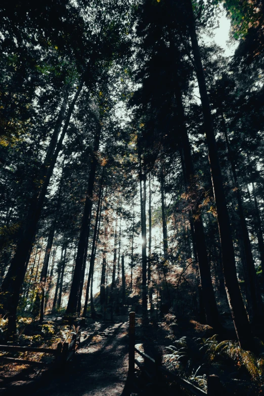 a pathway splits in between tall trees into the distance