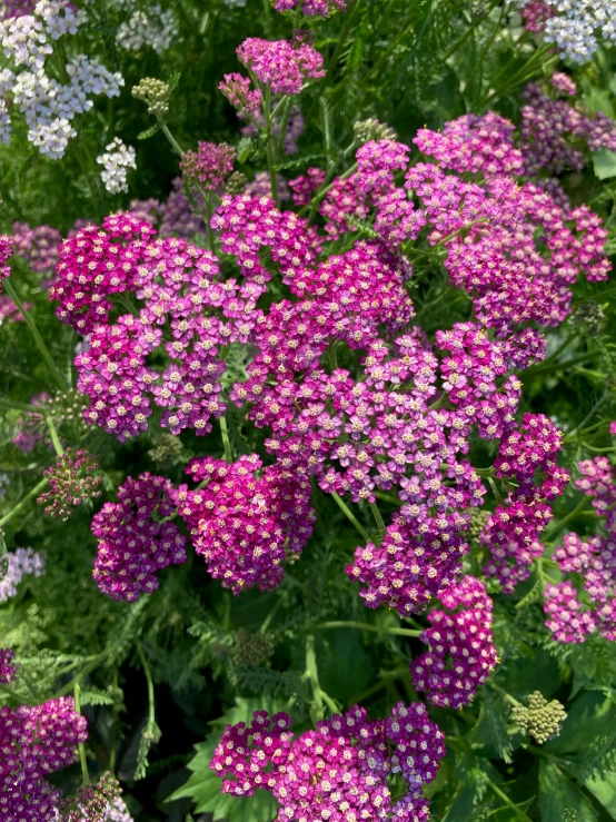 colorful purple flowers in the middle of green foliage