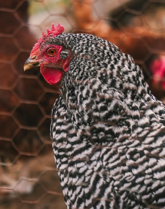 a hen is walking around in an enclosed area