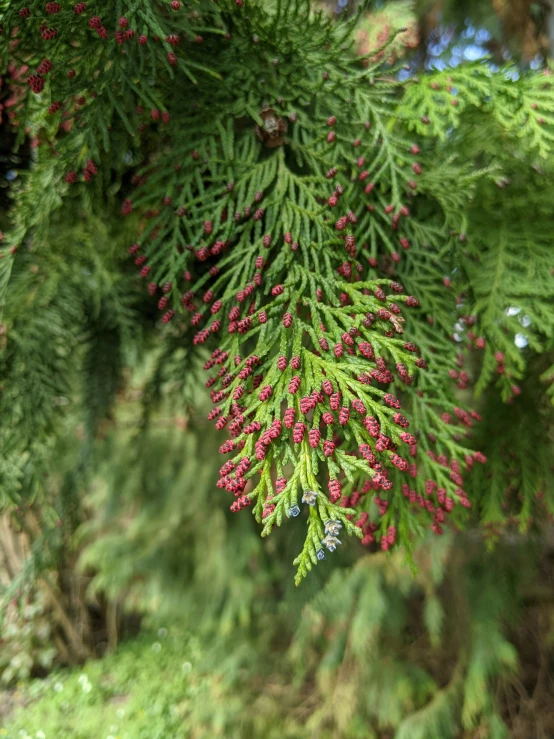 some green and red colored trees with a bunch of pink berries