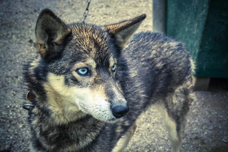 there is a large gray dog with blue eyes