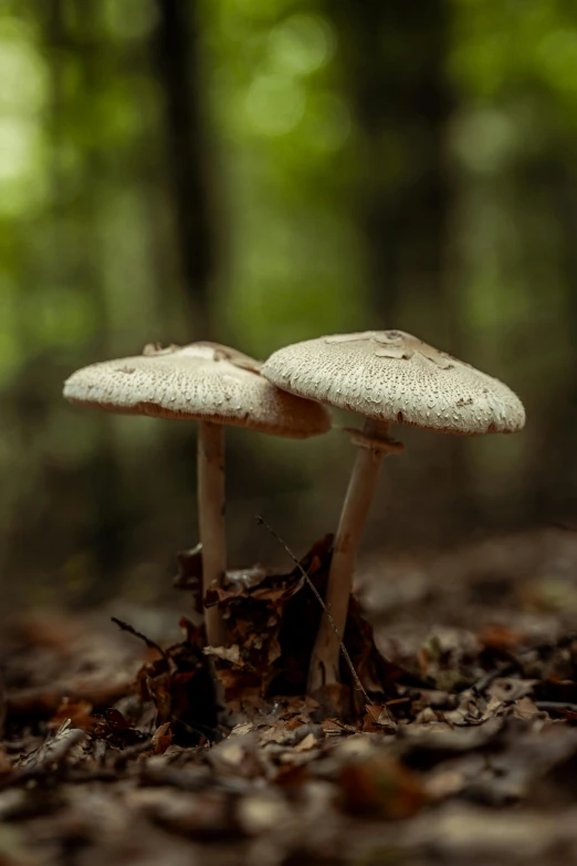 some kind of mushroom sitting on the forest floor