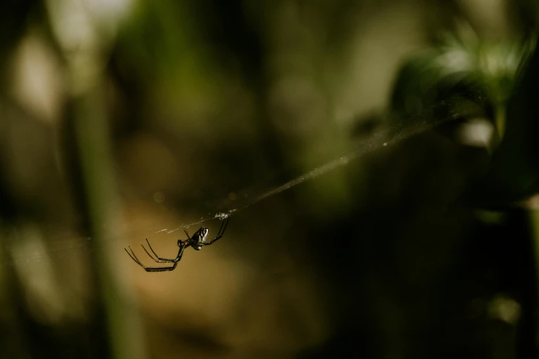 a spider is hanging from a web in its spider web