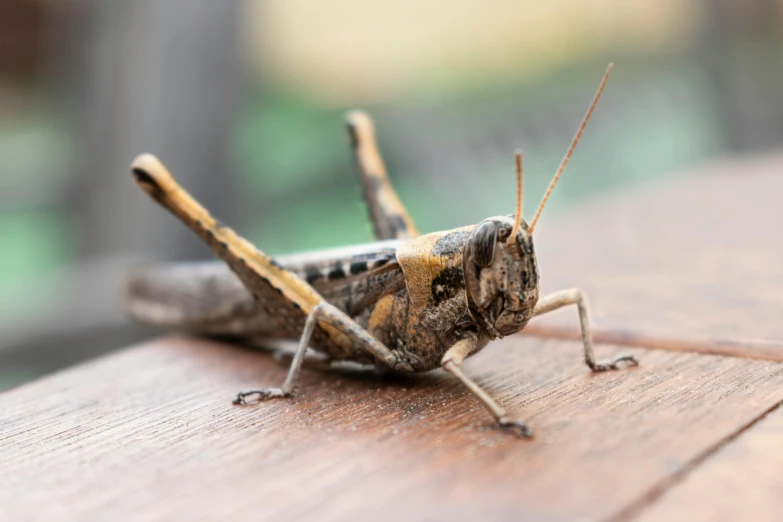 a brown bug sitting on top of a wooden table