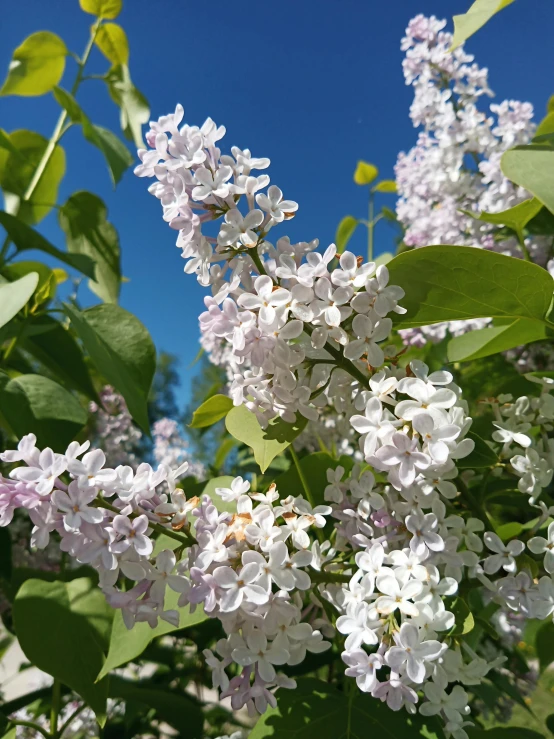 closeup po of tree blossoms and green leaves