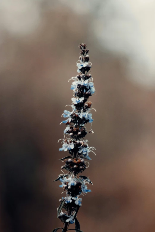 blue flowers with purple petals are pictured in this close up image