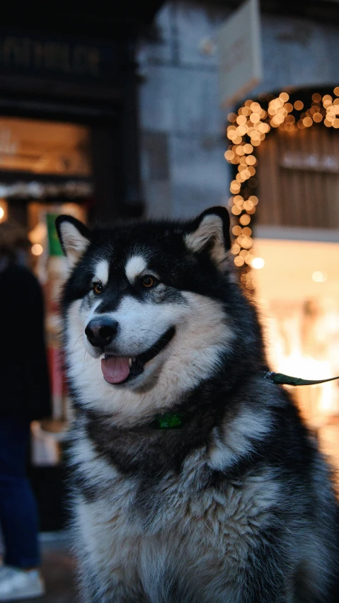 a husky standing in front of a store, with it's tongue hanging out