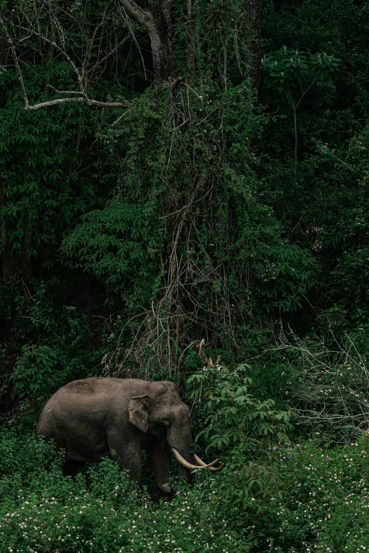 an elephant walking around in the brush among trees