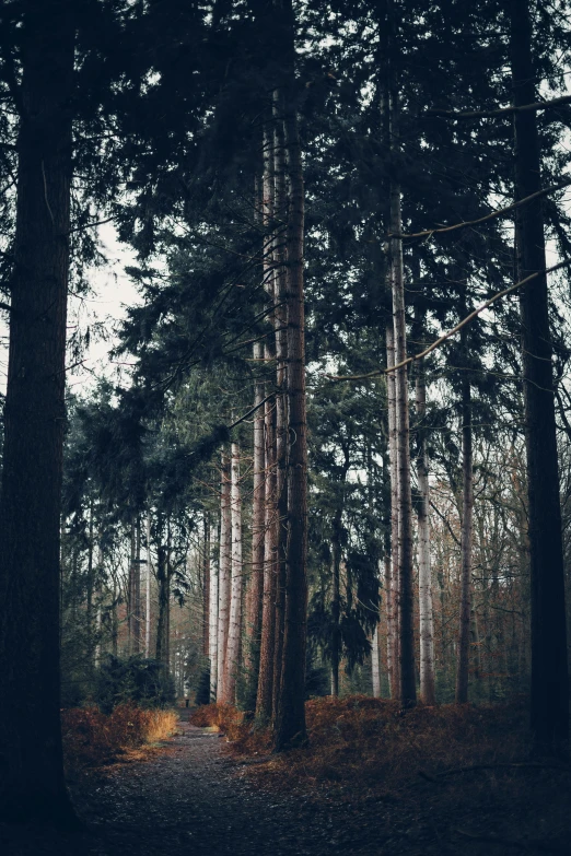 a large group of tall trees sitting next to each other in the woods