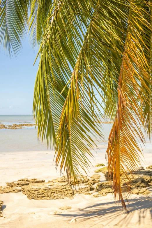 a palm tree nches on the sand with an ocean view