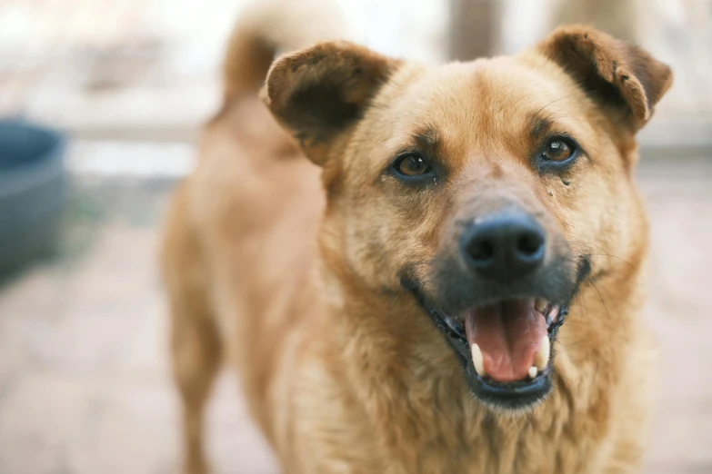 a brown dog standing on a sidewalk in front of a building