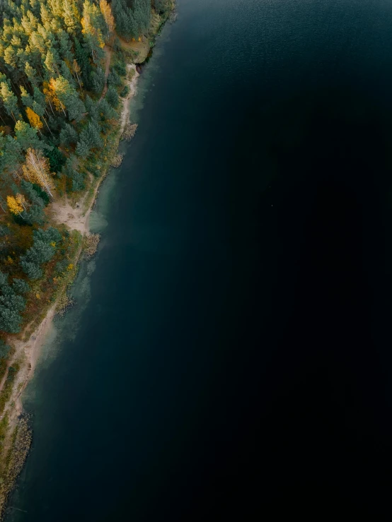 an aerial view of two trees in the woods, near a lake