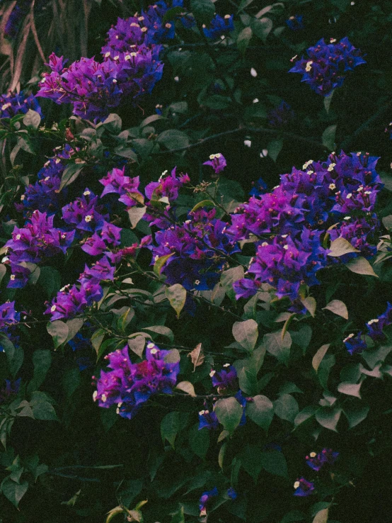 purple flowers blooming around in the dark