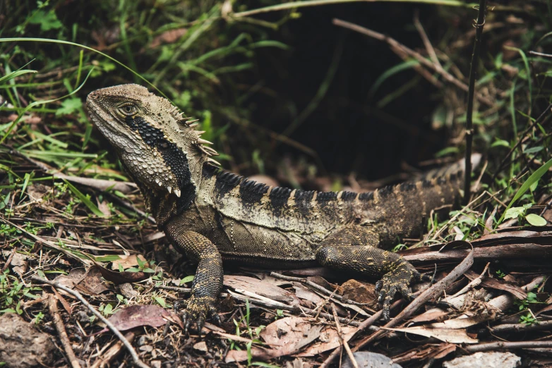 an iguana standing in the grass near some vegetation