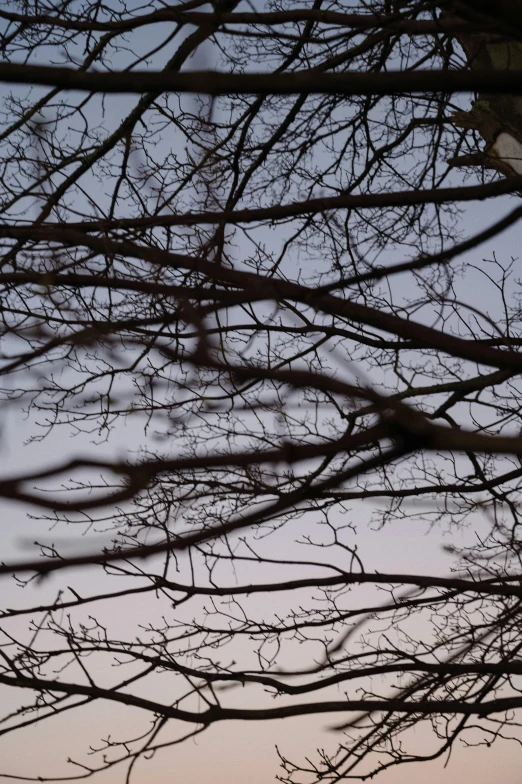 the view of a bunch of trees in the night from below