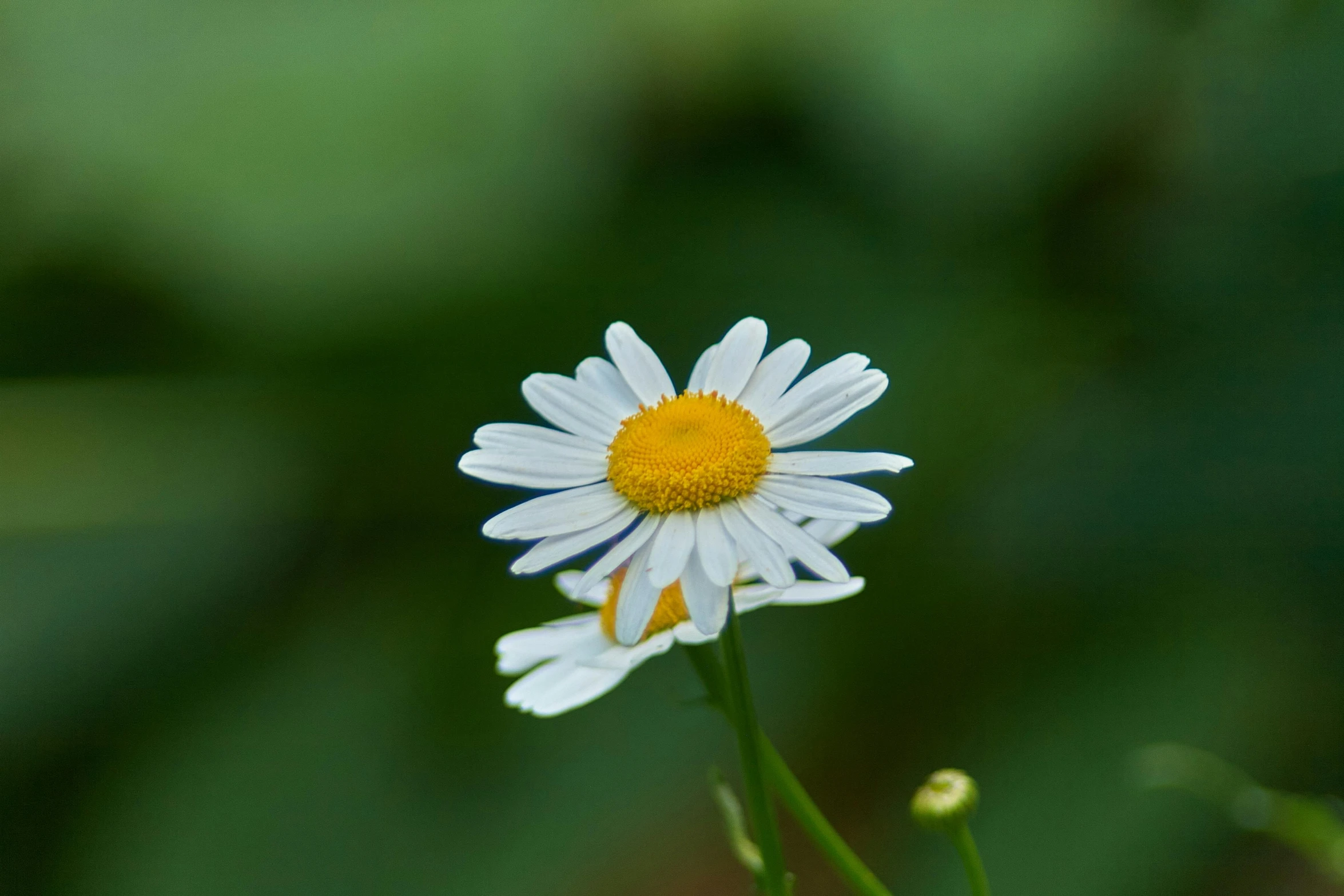 a white flower with a yellow center sits in the midst of grass