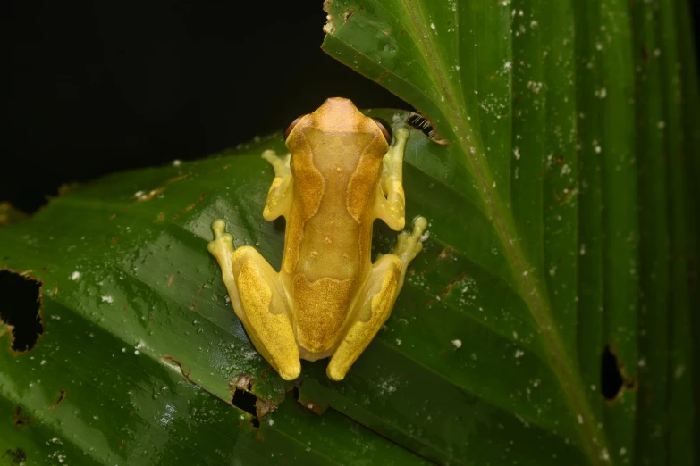a yellow frog sitting on top of a leaf