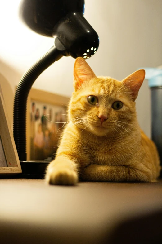 an orange cat sitting on the ground next to an electrical lamp