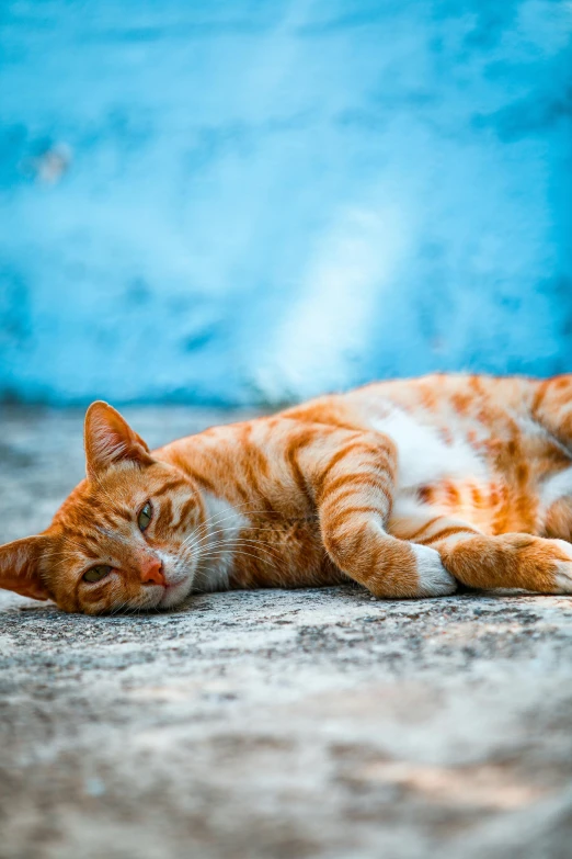 an orange cat lays down on the sidewalk