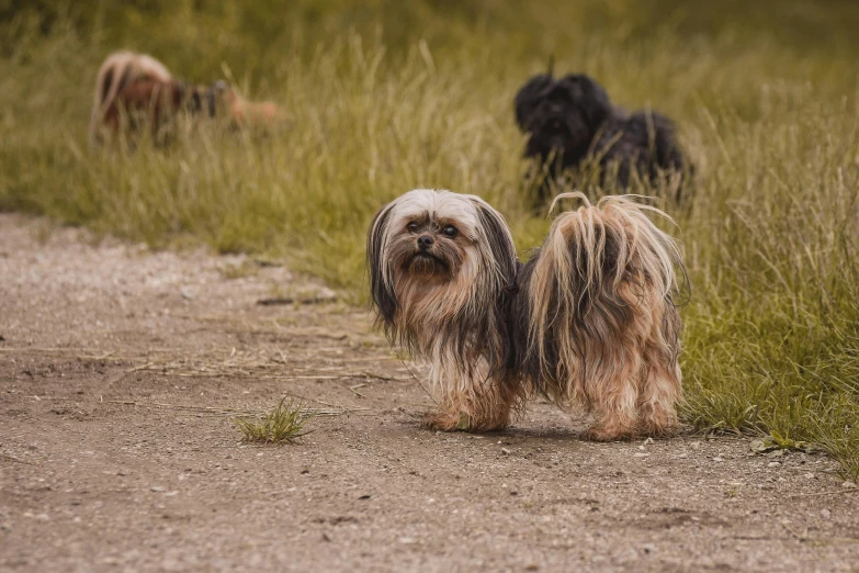 two dogs are standing next to each other