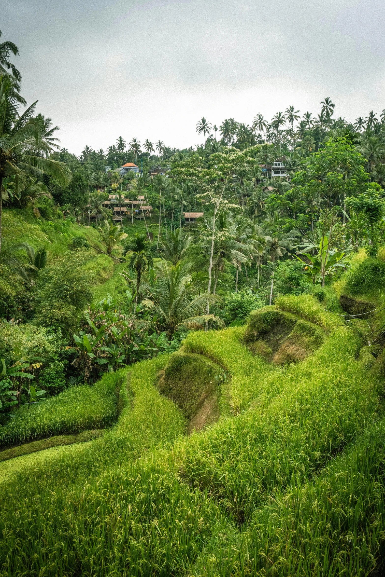 the lush green land has been cut down by trees