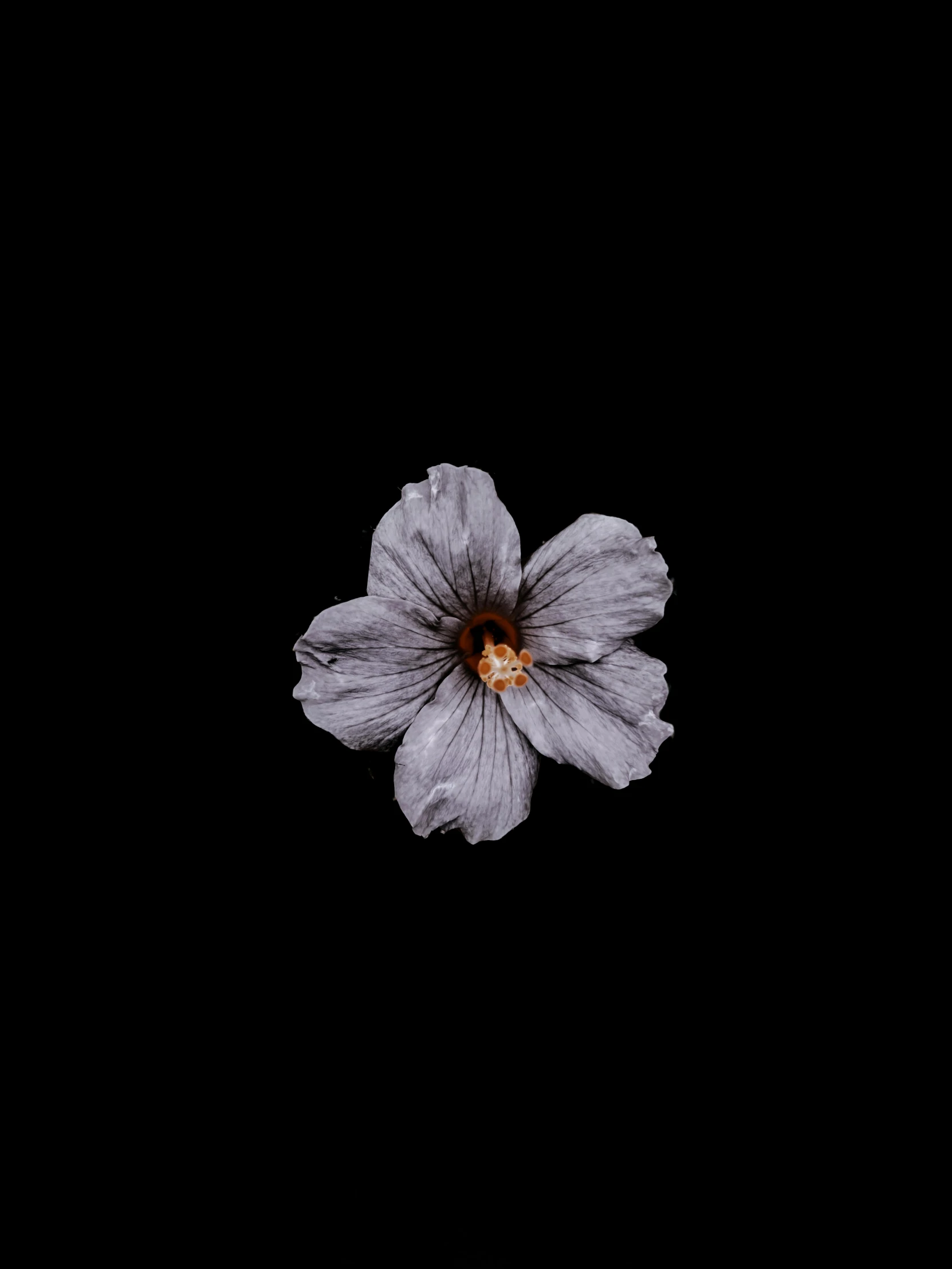 a dark background shows a single white flower