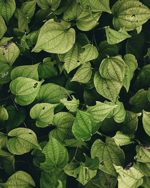 closeup pograph of green leaves, the leaves are in sunlight