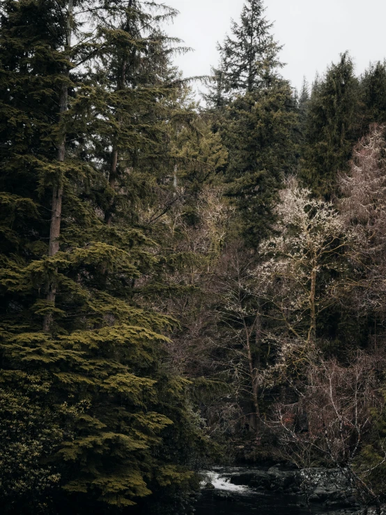 an empty river running through a forest filled with tall trees