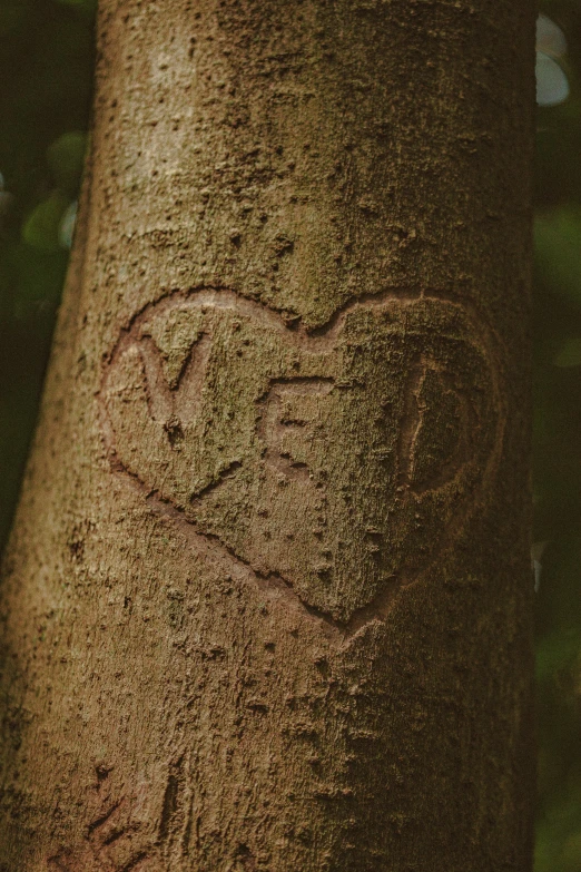 an image of a love heart carved on a tree