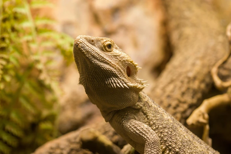 a lizard with its mouth open sitting on a tree