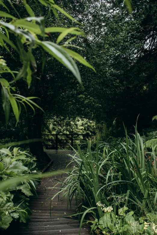 lush green plants line a pathway in a park