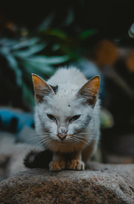 a white and gray cat is on top of a rock