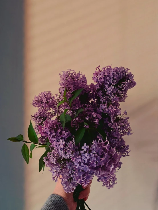 some purple flowers are in the hand of a person