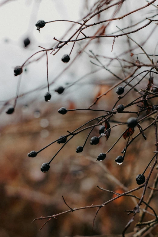 some buds are on the nch of a tree