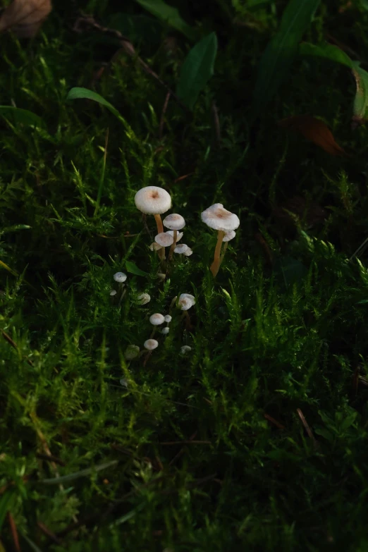 a group of small mushrooms grow in the green grass