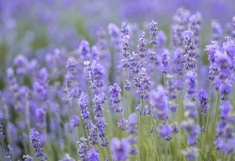 closeup of lavender flowers in the wild