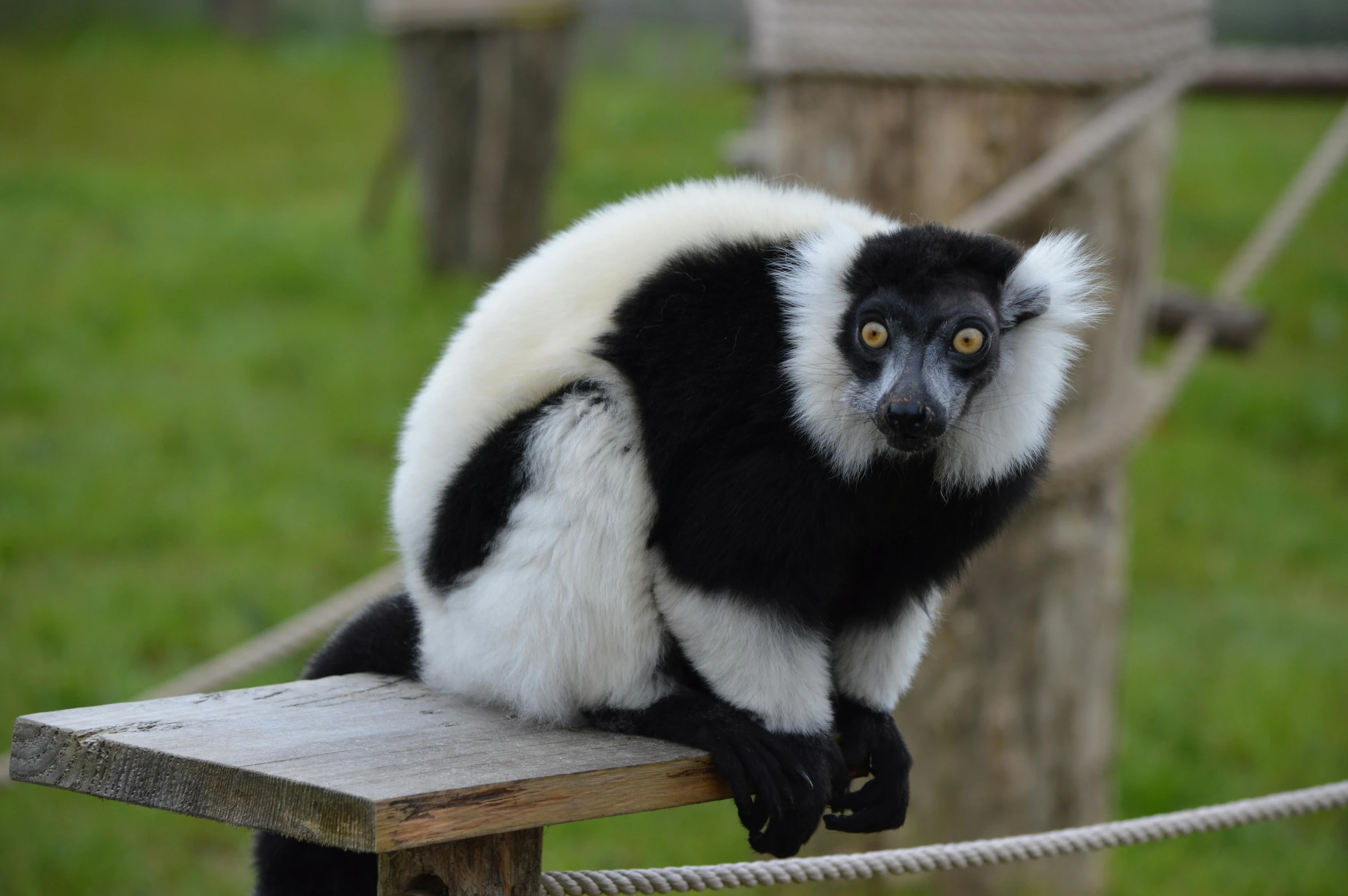 a black and white lemura sitting on top of a wooden post