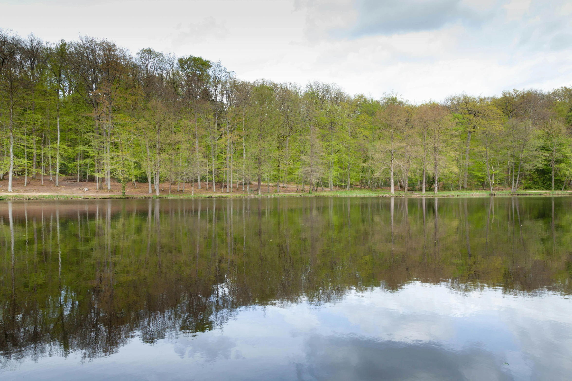 a lake surrounded by a forest with water reflection