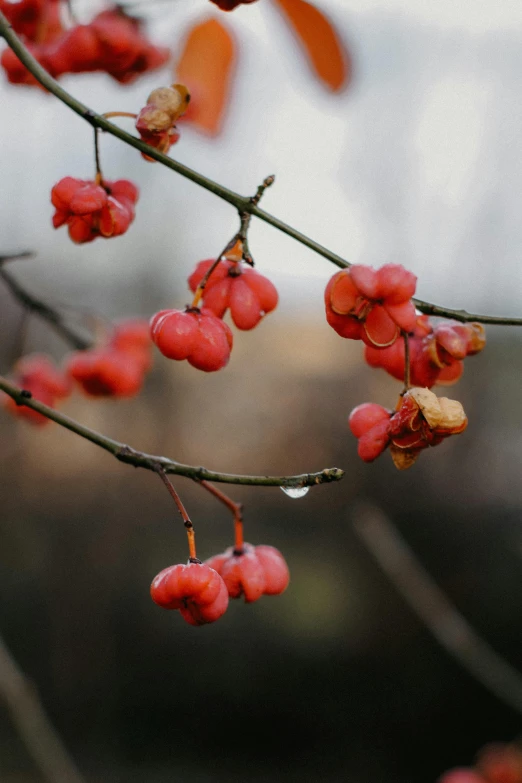 red flowers hanging from a nch of a tree