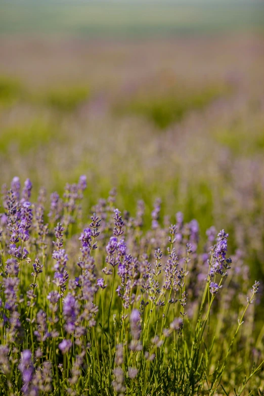 there is an assortment of small purple flowers in the wild